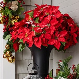 Potted Poinsettias